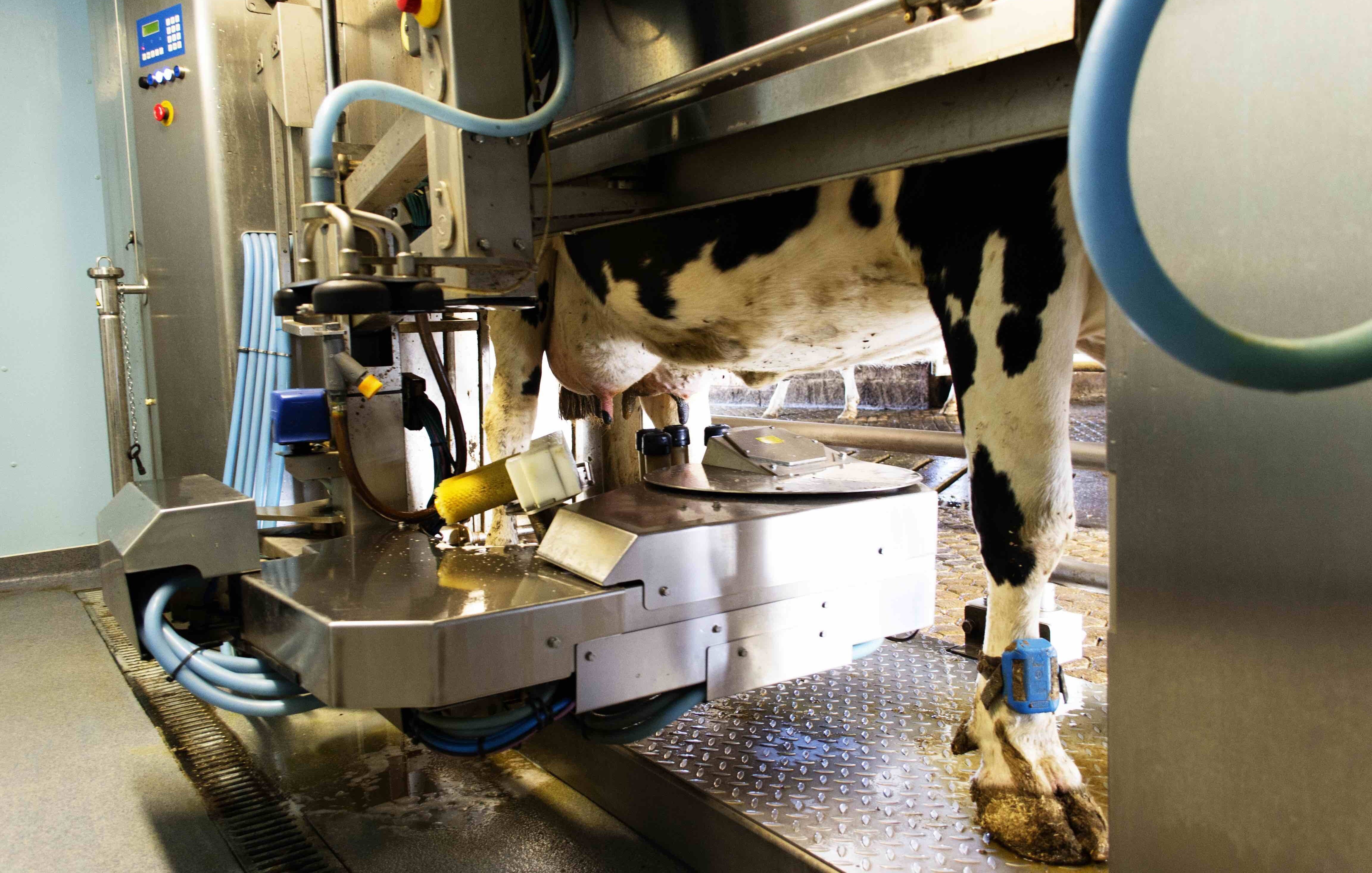 Automated cow milker