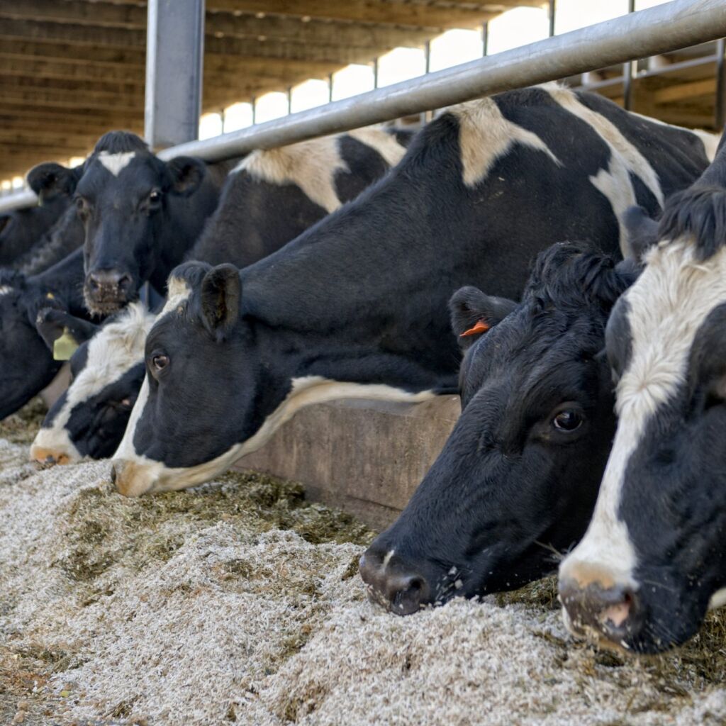 Vaches laitières mangeant des écailles