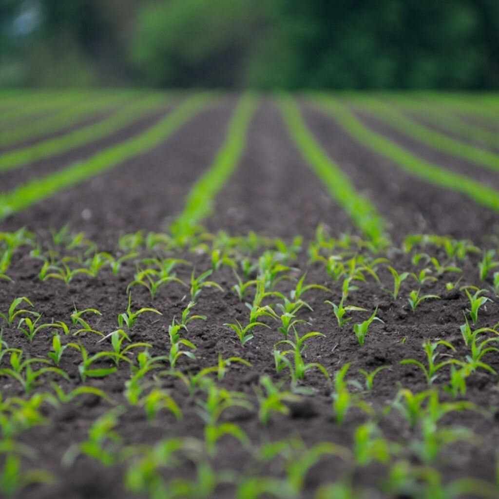 Seedlings in the field