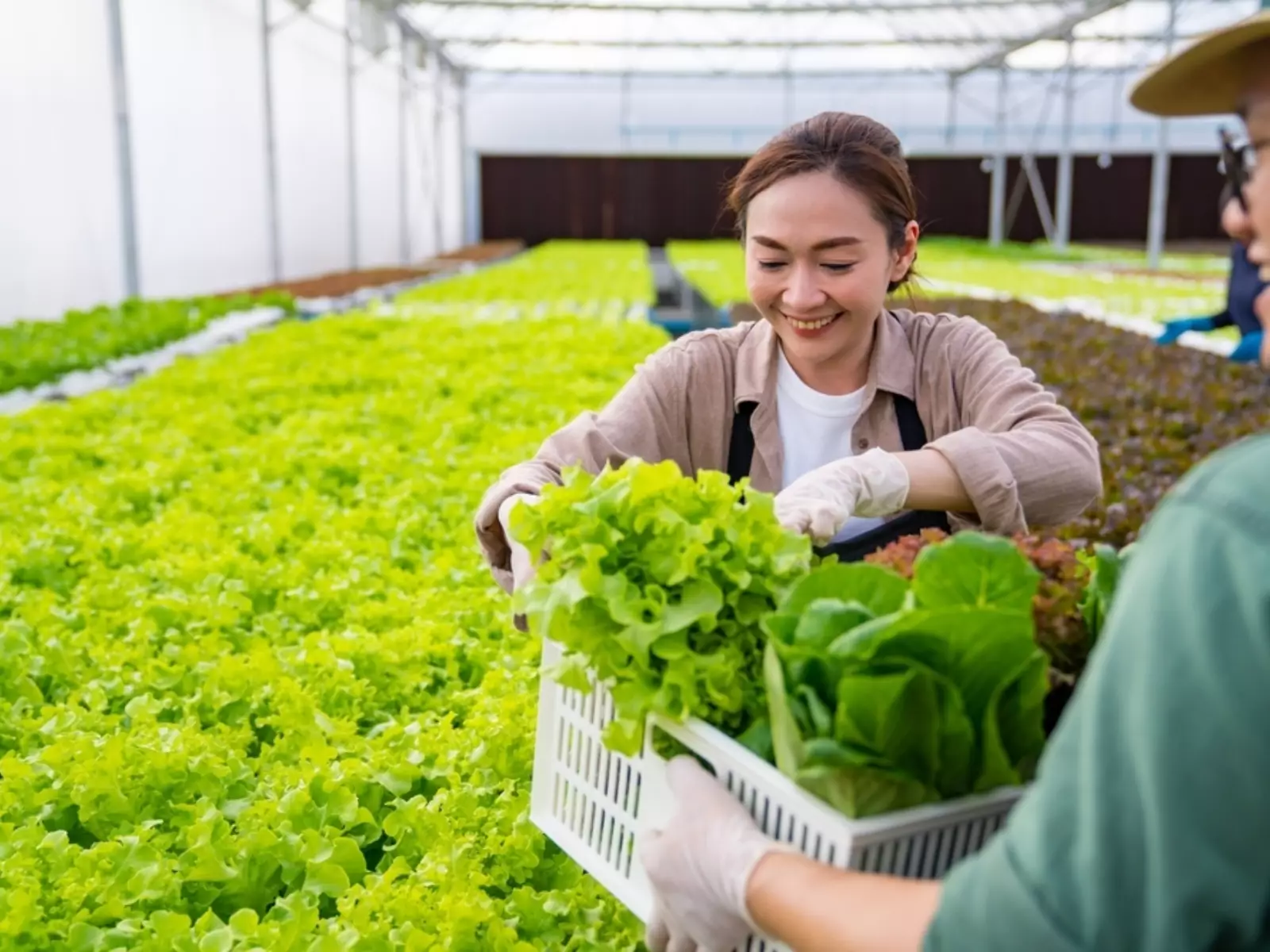Farmer Looking At Crops