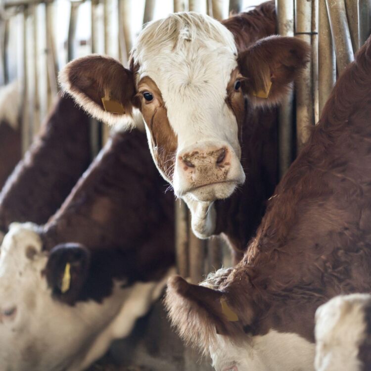 Vache dans une installation laitière à l’échelle