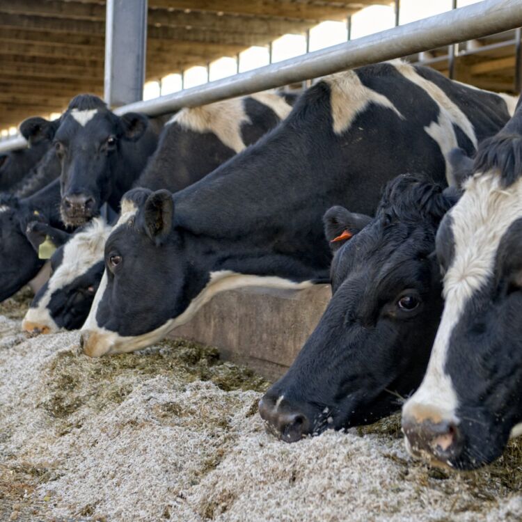 Dairy cows eating scaled