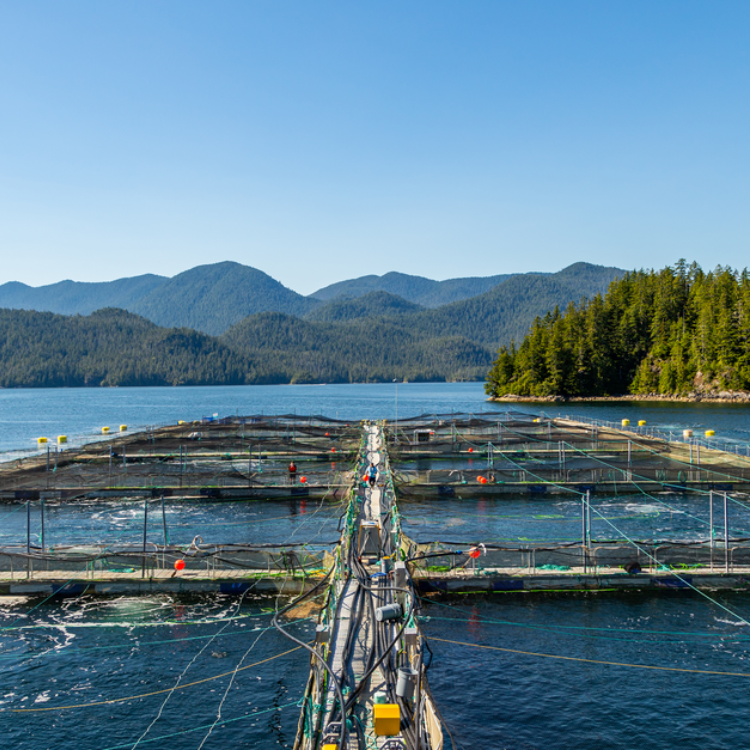 Wide shot of Salmon Fish Farm in British Columbia Canada on sunny day