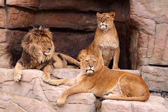 lions