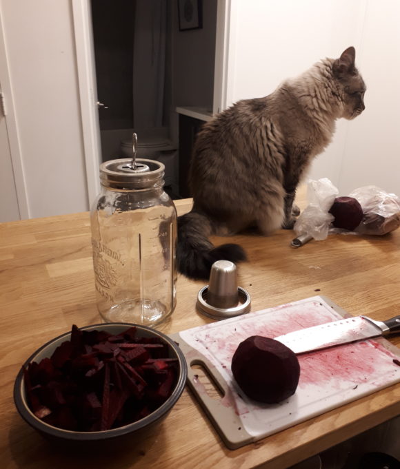 Pickling beets in a kitchen, with a cat