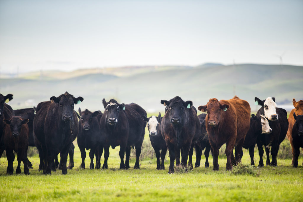 Beef Cattle Open Range on Large Ranch