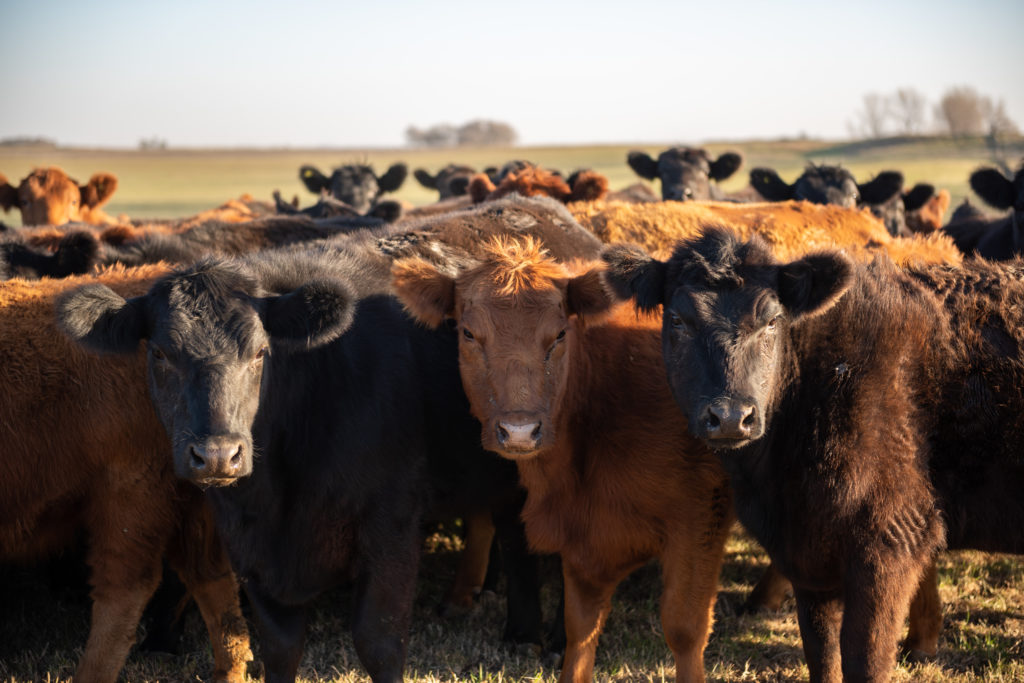 Cows in a farmer's field