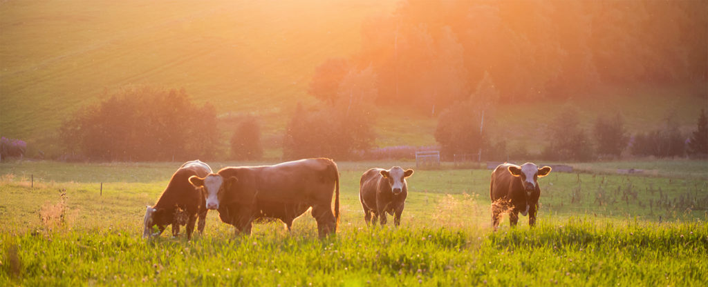 Cattle grazing in a meadow